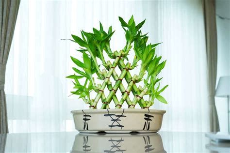 How to Grow and Care for Lucky Bamboo in Your Home