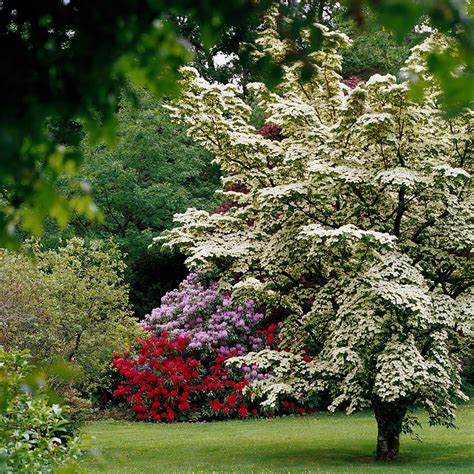 13 Fast-Growing Trees for a Privacy Screen in Your Yard