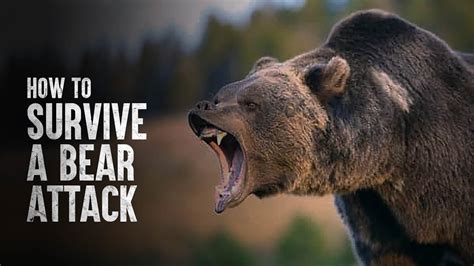 How to Survive a Bear Attack, According to Science - YouTube