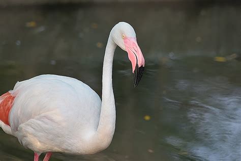 Arignar Anna Zoological Park , Chennai (Chennai Zoo) | Timings, Entry Fee