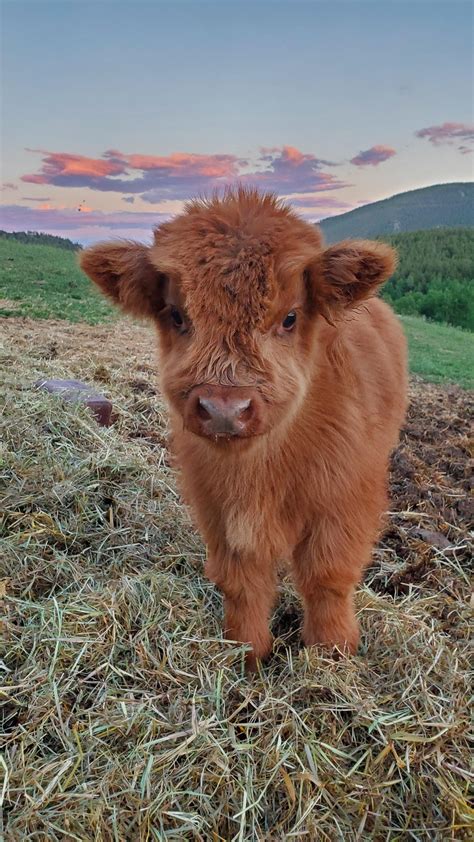 Baby highland cow in the mountains of Colorado | Cute baby cow, Baby farm animals, Fluffy animals