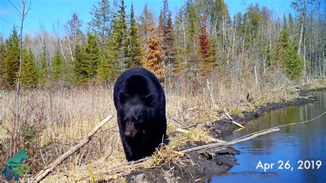 Beaver dam cam: Researchers capture year of wildlife activity in ...