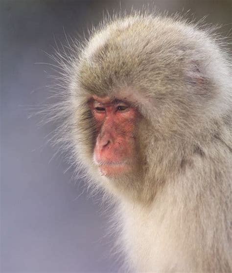 Picture 9 of 12 - Japanese Macaque (Macaca Fuscata) Pictures & Images ...