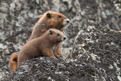 Nous sommes des marmottes ! | Endangered species activities, Vancouver island, Marmot