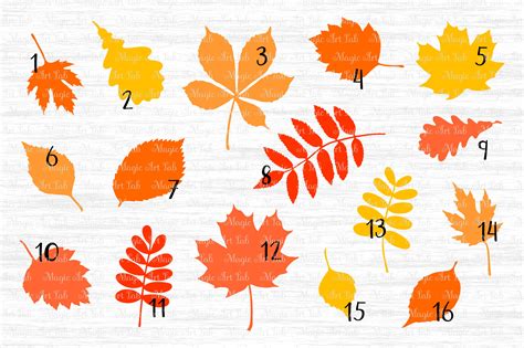 Fall Leaf SVG, Autumn Leaves SVG file, Fall svg, Maple Leaf SVG By ...