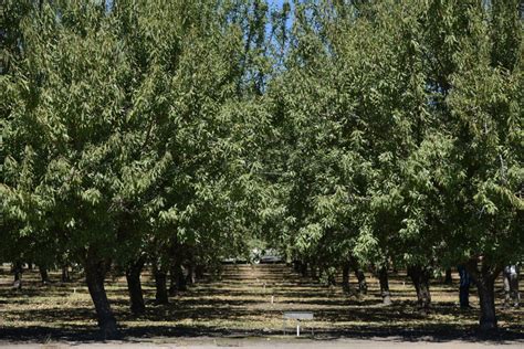 Almond Board's elections begin April 21 - National Nut Grower