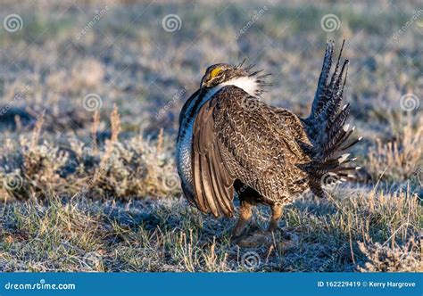 A Threatened Greater Sage Grouse on a Breeding Lek Stock Image - Image of animal, beauty: 162229419