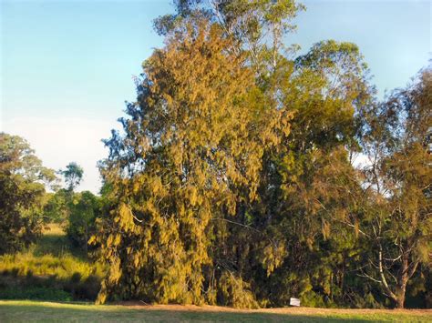 allocasuarina-torulosa_forest-she-oak-1 | Gardening With Angus