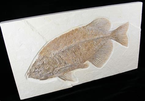 Detailed, 13.8" Phareodus Fish Fossil - Wyoming (#12657) For Sale ...