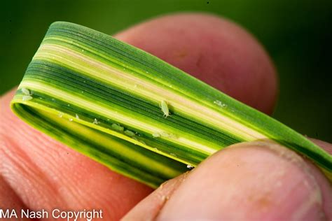 Russian wheat aphid – Cesar Australia