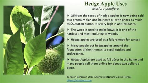 Why I Eat Hedge Apples aka Osage Oranges