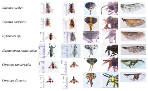 Insects | Free Full-Text | Phylogenetic Analysis of Mitochondrial Genome of Tabanidae (Diptera ...