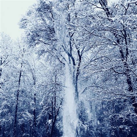 Falling snow stock photo. Image of falling, trees, snow - 126050190