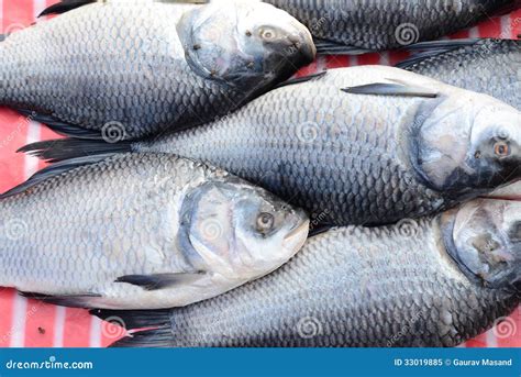 Catla Fish Royalty Free Stock Photo - Image: 33019885