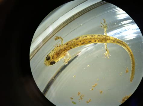 Salamander in larval stage (almost an eft) under a microscope | Things ...