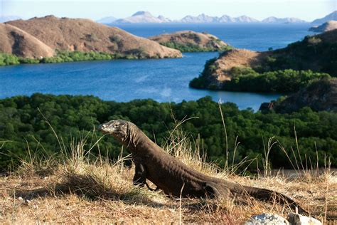 Tiger Blue: Experience Komodo National Park on a liveaboard yacht