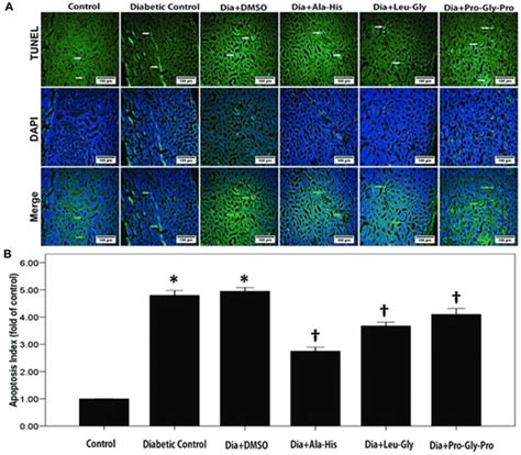 a DAPI and TUNEL staining analysis. Cell nuclei were stained blue using... | Download Scientific ...