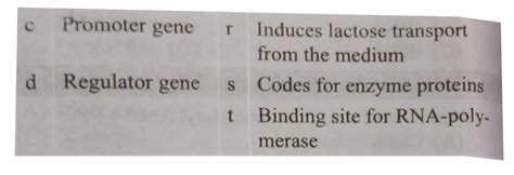 Write the different components of a lac - operon in E . Coli Explain i