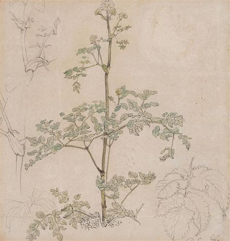 Study of Cow Parsley Drawing by Paul Sandby English | Pixels