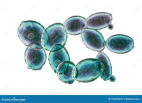 Saccharomyces Cerevisiae Yeast Budding Cell Under The Light Microscope Stock Photography ...