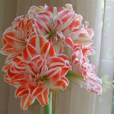 Multi-Varieties Beautiful Amaryllis Bulbs, True Hippeastrum Bulbs, 1 ...