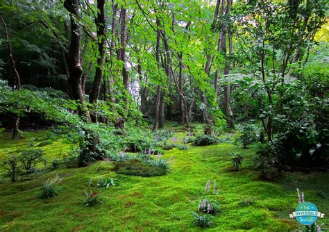 gioji-moss-gardens-kyoto-theinvisibletourist - Chapter Travel