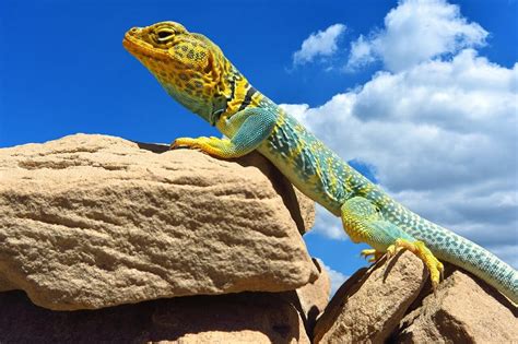 Wildlife In Zion National Park - HooDoo Wallpaper