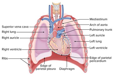 Heart: Anatomy | Concise Medical Knowledge