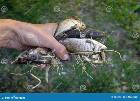 Fishing for Prussian carp stock image. Image of nuisance - 114264137