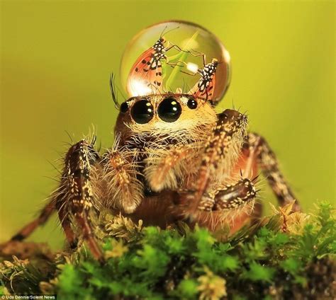 Sometimes Jumping Spiders Wear Water Droplets As Hats | ハエトリグモ, クモ, 美しい生物