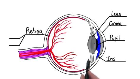 Eye Diagram Ap Psych