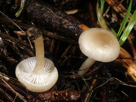 California Fungi: Clitocybe deceptiva