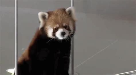 Red Panda GIF - Red Panda RedPanda - Discover & Share GIFs