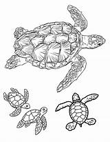 Cute Turtle Coloring Pages And Fun Turtle Facts For Kids Adults sketch template