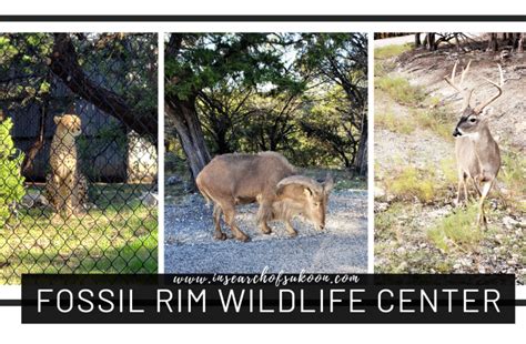 FOSSIL RIM WILDLIFE CENTER-GLEN ROSE, TEXAS