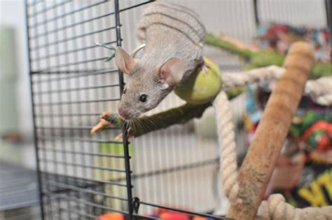 Tips for Setting Up a Cage for Pet Mice: From Bedding to Supplies ...