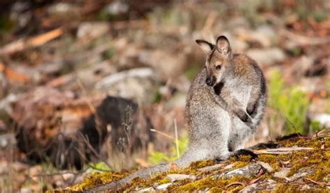 Wallabies are on the loose in Britain - Australian Geographic