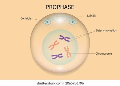 Prophase 1 Diagram