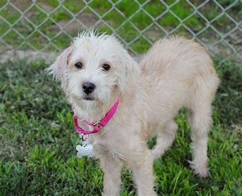 ADOPTED!!! San Diego, CA - Poodle (Miniature)/Terrier (Unknown Type, Medium) Mix. Meet Olivia, a ...