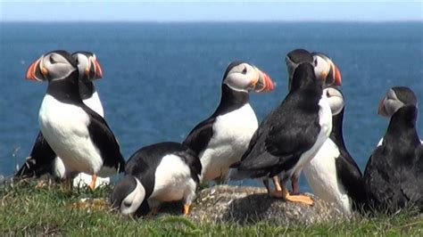 Puffins, Elliston, Bona vista, Newfoundland - YouTube