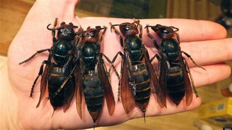 Giant Asian Hornets Are Killing People In China, Breeding In Larger Numbers | HuffPost Videos