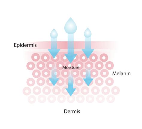 Infographic of skin moisture vector isolated on white background. The ...