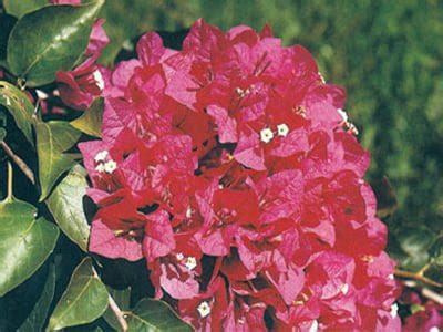 BOUGAINVILLEA ‘Crimson Red’ - Buy Bougainvilleas Online | Westdale Nursery