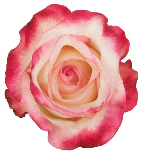 Rose Bi-Color Pink Stunning – DVFlora®