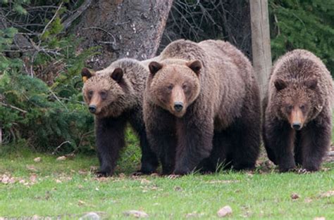 Jasper Wildlife | Becker’s Chalets