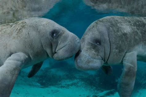 5 Different Types of Manatees to Know