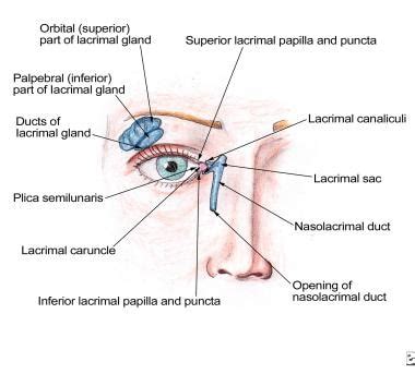 Nasolacrimal System Anatomy: Embryology, Puncta, Canaliculi