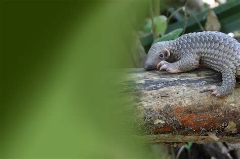 Save the Pangolin - Rainforest Action Network