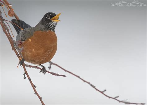 Winter American Robin In A Crabapple - Mia McPherson's On The Wing ...