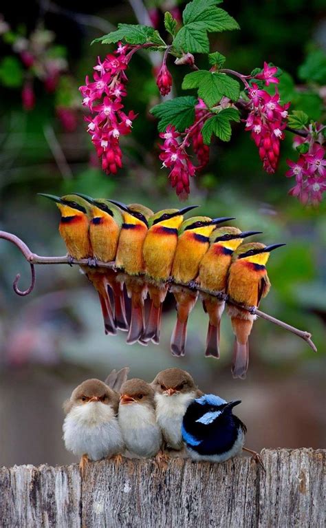 Cute little birds | Cute birds, Beautiful birds, Pet birds